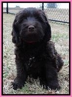 TB pups 7.2 weeks old 6!10