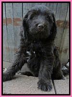TB pups 7.2 weeks old 8!10