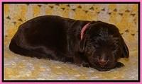 TH newborn individual 31