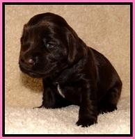 TH pups 2 wks old 11