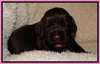 TH pups 2 wks old 21