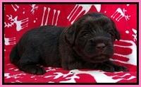TH pups 3 wks old 51