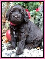 TH pups 4 wks old 31