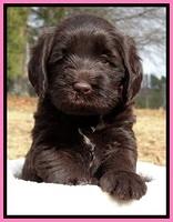 TH pups 5 weeks old 671