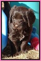 TH pups 5.5 wks old 5 3