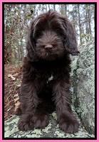 TH pups 8 wks old 11