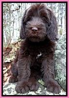 TH pups 8 wks old 51