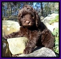 Glaser Family: "Bella"