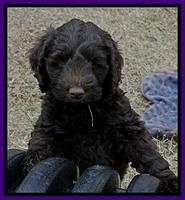 TB pups 7.2 weeks old 3!10