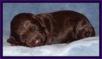 TH pups 1 wk old 102