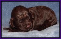 TH pups 1 wk old 112