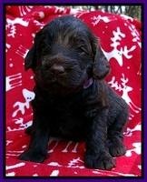 TH pups 3 wks old 111
