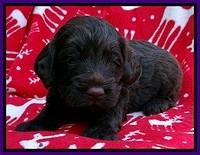 TH pups 3 wks old 121