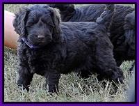 TH pups 5.5 wks old 3 3