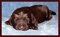 TH pups 1 wk old 122