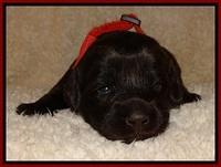 TH pups 2 wks old 251