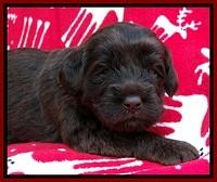 TH pups 3 wks old 191