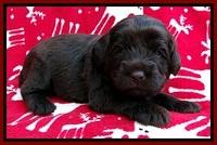 TH pups 3 wks old 201