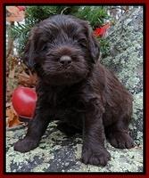 TH pups 4 wks old 191