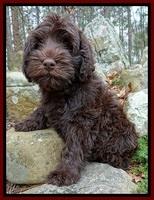 TH pups 8 wks old 17