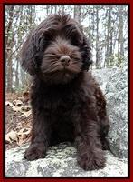 TH pups 8 wks old 37