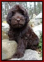 TH pups 8 wks old 47