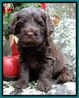 TH pups 4 wks old 521