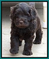 TH pups 5 weeks old 31