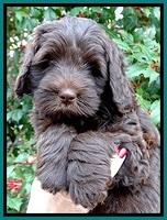 TH pups 7 weeks old 171