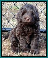 TH pups 7 weeks old 92