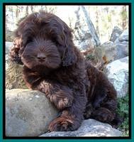 TH pups 8 wks old 45