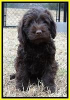 TB pups 7.2 weeks old 1!10