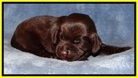 TH pups 1 wk old 262