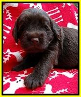 TH pups 3 wks old 321