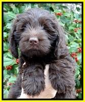 TH pups 7 weeks old 251