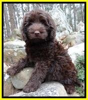TH pups 8 wks old 127
