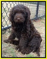 TH pups 8 wks old 33