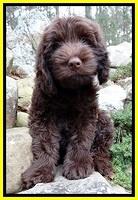 TH pups 8 wks old 77