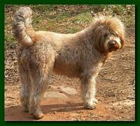 Tara 2.6 years old 006