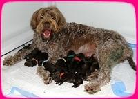 Group Puppy albumn