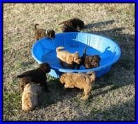GRoup play Tara and Tias pups 1