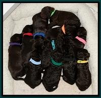 TH pups 1 wk old group 4