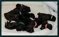 TH pups 1 wk old group 5