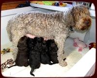 TH pups 4 wks old 35