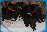 TH pups newborn 2