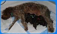 TH pups newborn 3