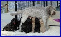 TH pups with Tias at Lunch. 5 and 6 wks old