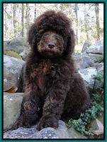 Individual puppy album