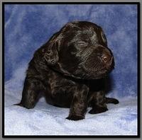 TH pups 2 wks old 29
