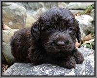 TH pups 3 wks old 33
